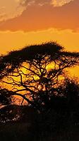 Illuminating the Kenyan savanna, a warm orange sunset bathes an acacia tree in vibrant hues, creating a stunning evening silhouette [IBR125424551]