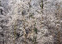Winter forest, trees with hoarfrost, detailed view. Rhein-Neckar District, Baden-Württemberg, Germany [IBR125424556]