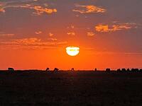 Herds of wildebeest grazing in the African savanna, illuminated by a stunning sunset with a vibrant orange sky painting the horizon [IBR125424561]