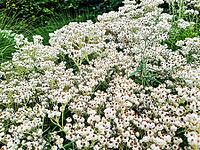 Close up of numerous small white flowers with brown centers growing densely in a garden [IBR125424567]