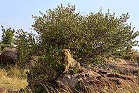 Wild cheetah lounging on a rock beside a bush in the sunlit African savannah, embodying the beauty of nature and wildlife [IBR125424570]