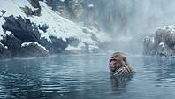 A Japanese Snow Monkey relaxing in a hot spring surrounded by mist and snow-covered mountains, AI generated [IBR125424574]