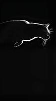 Silhouette of a cat against a black background, AI generated [IBR125424580]