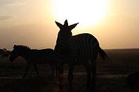 Group of zebras standing in the savanna at sunset, creating a beautiful silhouette against the orange sky [IBR125436212]