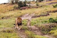 Majestic male lion walking on a dirt road in the African savannah, wildlife in its natural habitat [IBR125436213]