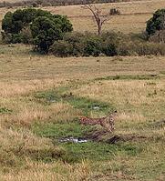 Cheetah sprinting across the Masai Mara savanna, leaping gracefully over a puddle in pursuit of its next meal, embodies nature's fierce beauty [IBR125436217]