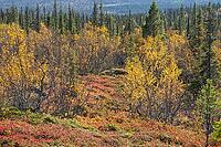 Colourful autumn vegetation in the boreal coniferous forest, Dundret Nature Reserve, Gällivare, Norrbotten. Lapland, Sweden, September 2026 [IBR125436218]