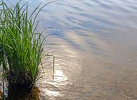 Green reeds growing in clear, shallow water with sunlight reflecting on the surface [IBR125436219]