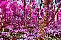 Beautiful fantasy infrared shots of palm trees on the seychelles islands [IBR125436220]