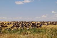 Wildebeest migrating across the vast savanna of Serengeti National Park in Tanzania, creating a stunning display of wildlife and nature [IBR125436221]