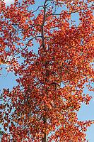An aspen (Populus tremula) in autumnal colours, Gällivare, Norrbotten, Lapland, Sweden, September 2026 [IBR125436223]