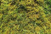 Dense green moss growing vibrant with fresh grass Blades creating a natural organic background [IBR125436228]