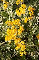 Clusters of yellow flowers with green leaves bathed in sunlight, Camogli, Italy [IBR125436229]