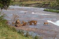Lionesses and their cubs resting and playing on the banks of a river in Masai Mara National Reserve, Kenya [IBR125436230]