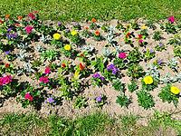Vibrant annuals and perennials creating a beautiful, diverse display in a sunny park setting [IBR125436232]