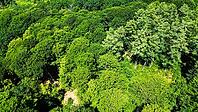 Aerial view showing diverse green trees filling a dense forest in Germany [IBR125436235]