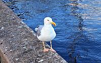 Hungry sea gull at a quay wall of the port in Kiel Germany [IBR125436243]