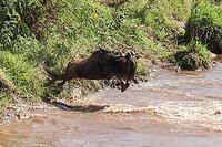Blue wildebeest leaping across a muddy river, showcasing the dynamic movement of the great migration in Maasai Mara, Kenya [IBR125436245]
