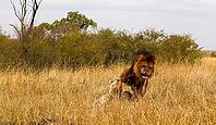 Big male lion growling at female lion in tall grass of african savanna during mating season [IBR125436246]