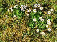 White daisies blooming with fresh green leaves and moss on a sunny spring day [IBR125436249]
