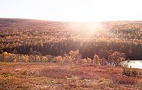 Bright sun rays illuminate the autumn landscape and yellow trees with a warm glow, Kevo Strict Nature Reserve, Utsjoki fell highlands, Lapland, arctic Finland [IBR125436250]