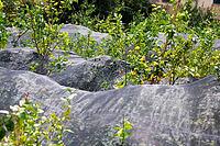 Lemon trees thrive under protective mesh in an agricultural orchard, ensuring fruit development [IBR125436251]