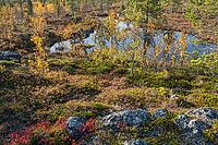 Colourful autumn vegetation in the boreal coniferous forest, Dundret Nature Reserve, Gällivare, Norrbotten. Lapland, Sweden, September 2026 [IBR125436259]
