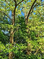 Fresh green leaves and white blossoms growing on trees under bright summer sky [IBR125436260]