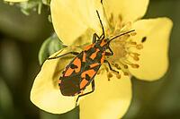 A black-and-red-patterned ground bug (Lygaeus saxatilis) perched on a yellow flower, Baden-Württemberg, Germany [IBR125436261]