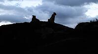 Silhouettes of two lionesses resting on a rock in the african savanna at dusk, under a cloudy sky [IBR125436263]