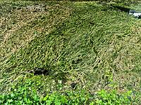 Background texture pattern of algea forming thick layer on water surface [IBR125436272]
