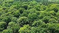 Lush green treetops forming a dense forest viewed from above, highlighting environmental growth [IBR125436277]