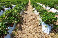 Rows of strawberry plants with ripening fruit cultivated in an agricultural field [IBR125436278]