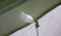 Translucent moon jellyfish floating in calm green water, showing its four oral arms [IBR125436279]
