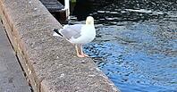 Hungry sea gull at a quay wall of the port in Kiel Germany [IBR125436282]