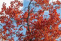 An aspen (Populus tremula) in autumnal colours, Gällivare, Norrbotten, Lapland, Sweden, September 2026 [IBR125436283]