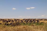 Wildebeest migrating across the African savanna, searching for fresh pastures during their epic journey through the wild landscape [IBR125436285]