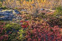 Colourful autumn vegetation in the boreal coniferous forest, Dundret Nature Reserve, Gällivare, Norrbotten. Lapland, Sweden, September 2026 [IBR125436286]