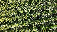 Green corn plants growing in rows creating a natural textured background [IBR125436287]