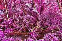 Beautiful fantasy infrared shots of palm trees on the seychelles islands [IBR125436298]