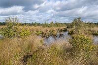 Moorland, Emsland, Lower Saxony, Germany [IBR125437971]