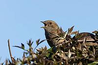 Dunnock or Hedge sparrow (Prunella modularis) adult garden male bird singing in a hedgerow in spring, England, United Kingdom [IBR125437972]