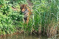 Sumatran tiger (Panthera tigris sumatrae), adult, by the water, alert, Sumatra [IBR125437974]