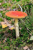 Fly agaric (Amanita muscaria), red fly agaric, poisonous, mushroom species, autumn, Palatinate Forest, Rhineland-Palatinate, Germany [IBR125437975]