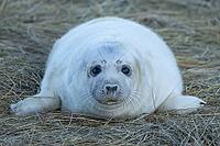 Atlantic grey seal (Halichoerus grypus) juvenile baby pup animal resting on sand dunes on a beach, England, United Kingdom [IBR125437976]