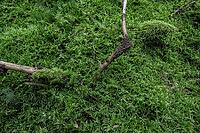 Moss am Waldboden, Emsland, Lower Saxony, Germany [IBR125437977]