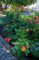 Blooming dahlias in Crailsheim town centre, summer, September, the River Jagst, the Jagst Valley, Hohenlohe, Germany [IBR125437978]