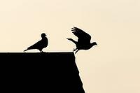 Wood pigeon (Columba palumbus) two adult garden birds on an urban house roof silhouette at sunset, England, United Kingdom [IBR125437979]