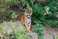 Sumatran tiger (Panthera tigris sumatrae), adult, sitting, alert, on the ground, Sumatra [IBR125437980]