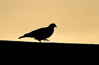 Wood pigeon (Columba palumbus) adult garden bird on an urban house roof silhouette at sunset, England, United Kingdom [IBR125437981]